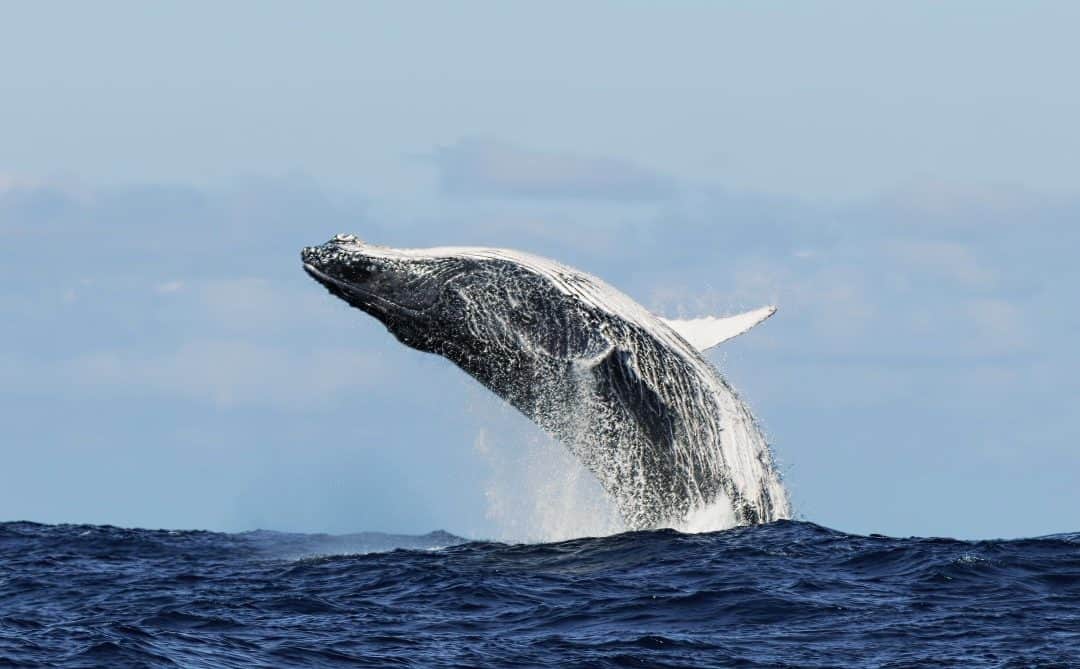 Najčudnije navike životinja u prirodi